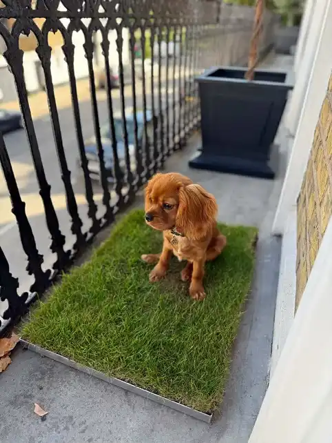 Real Grass Toilet Tray for a Narrow Ledge