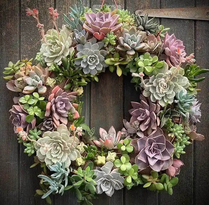 Succulent wreath craft