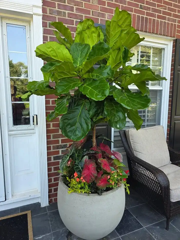 large porch planters