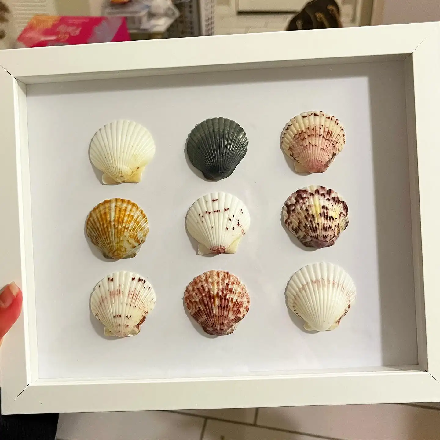 Seashell Shadow Box